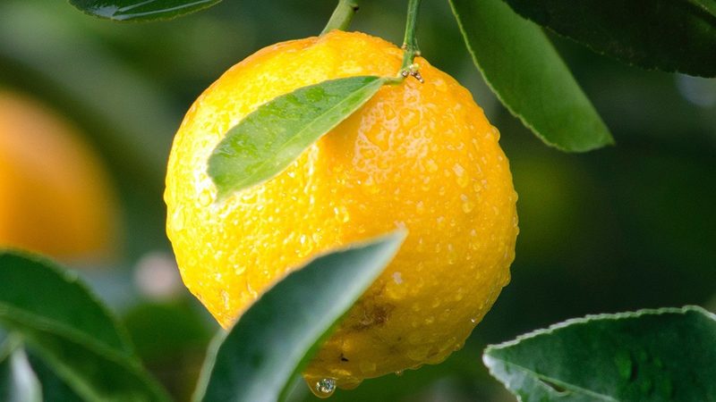 细胞培养液pH值调节：关键步骤与技巧解析**